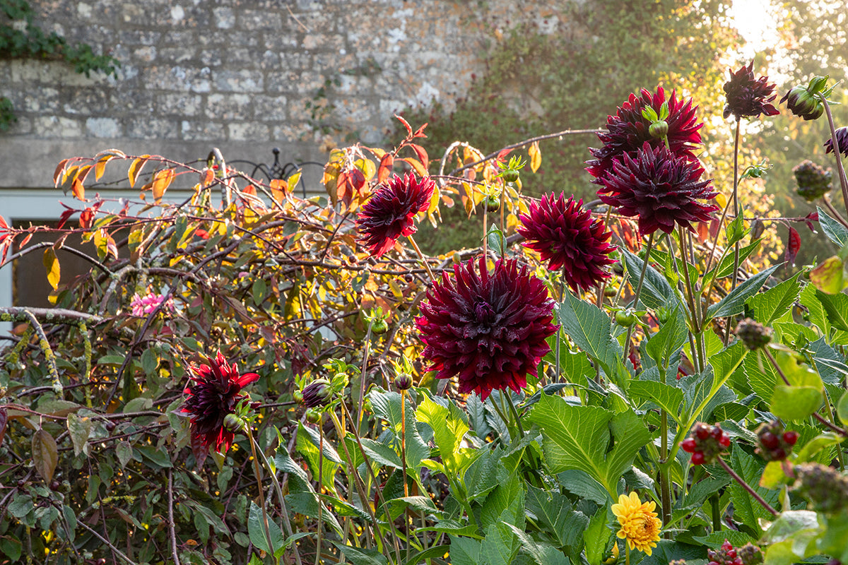 Gardeners' notes - November
