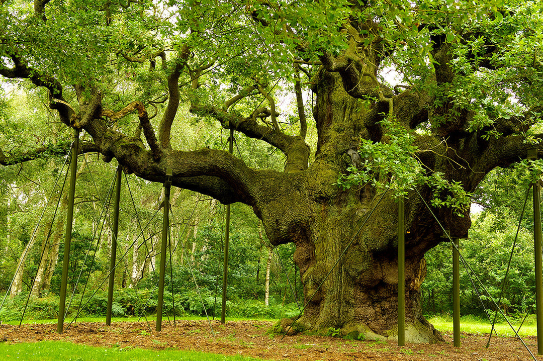 Plant folklore - oak