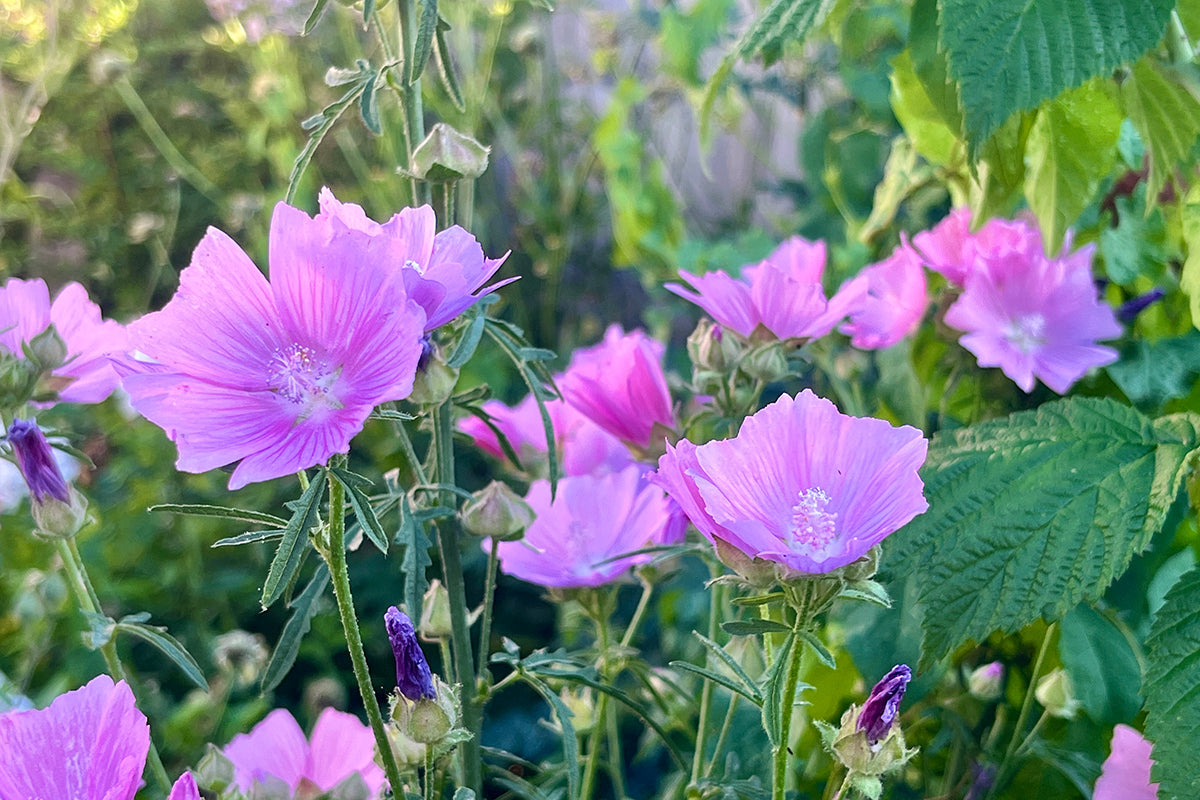 Malva moschata - summer-long flowering