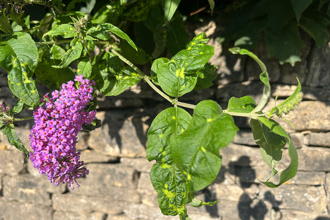 Melon-cotton aphid - the latest issue to affect UK gardens