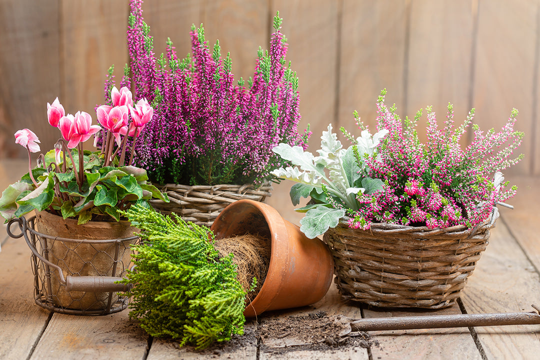 Top of the pots - mid-winter container ideas