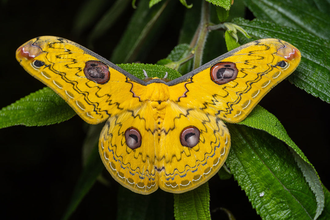Wildlife in the garden - moths