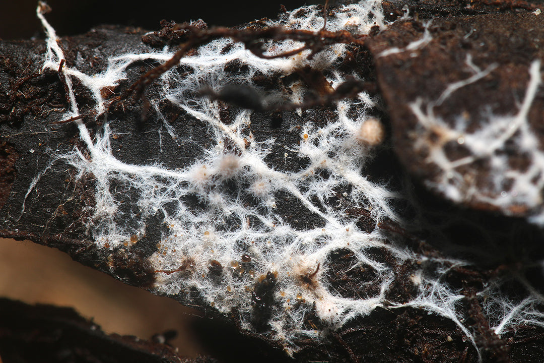 Body, soul and gardening - mycorrhizal fungi for healthy plants and people