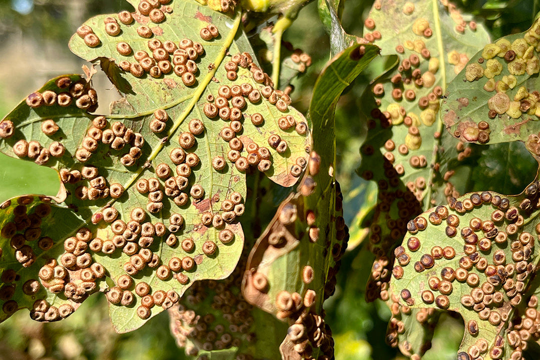 Oak galls - silk buttons and independence