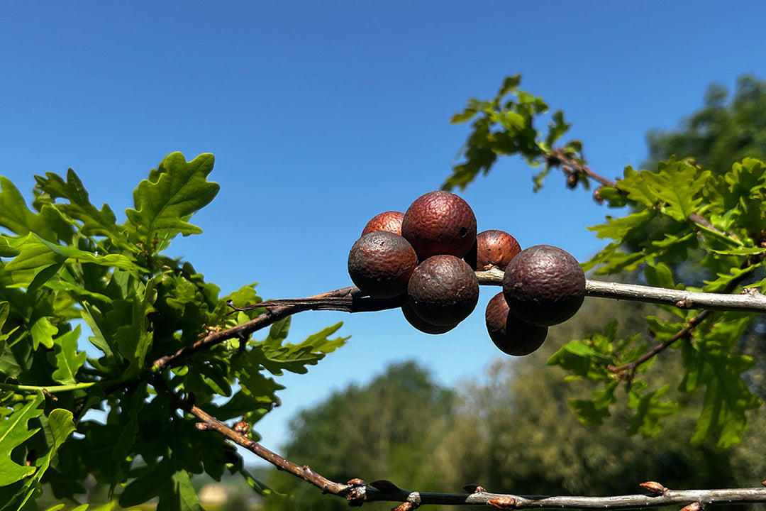 Note 15:  OAK GALLS - walks, wills, and wingless wasps