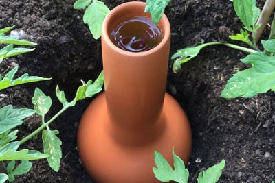 Technology in the garden - the olla