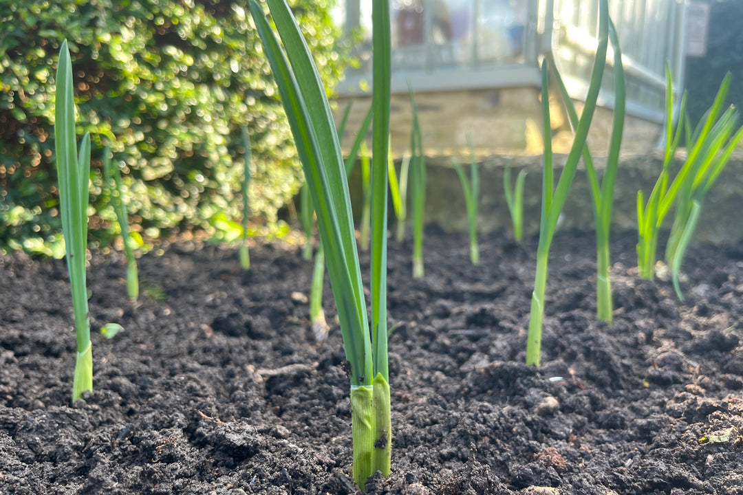 Note 3: FLOWERBEDS AND PHARAOHS - onions in the garden