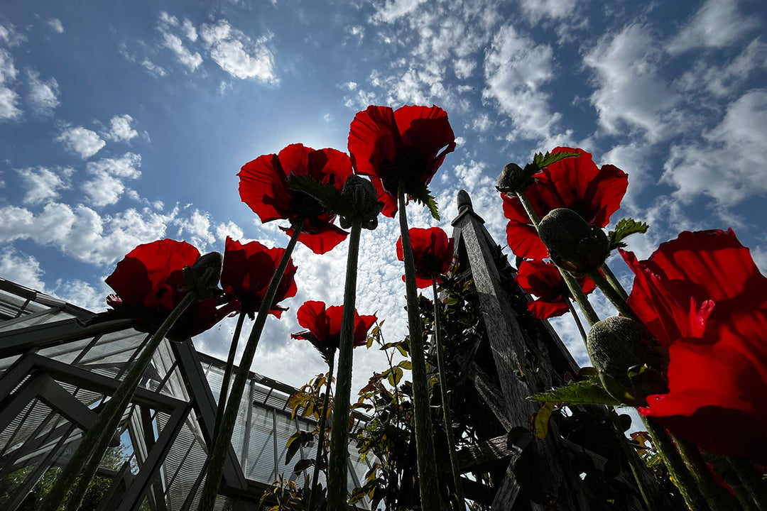 Note 10: Oriental poppies - ephemeral visitors to the early summer border
