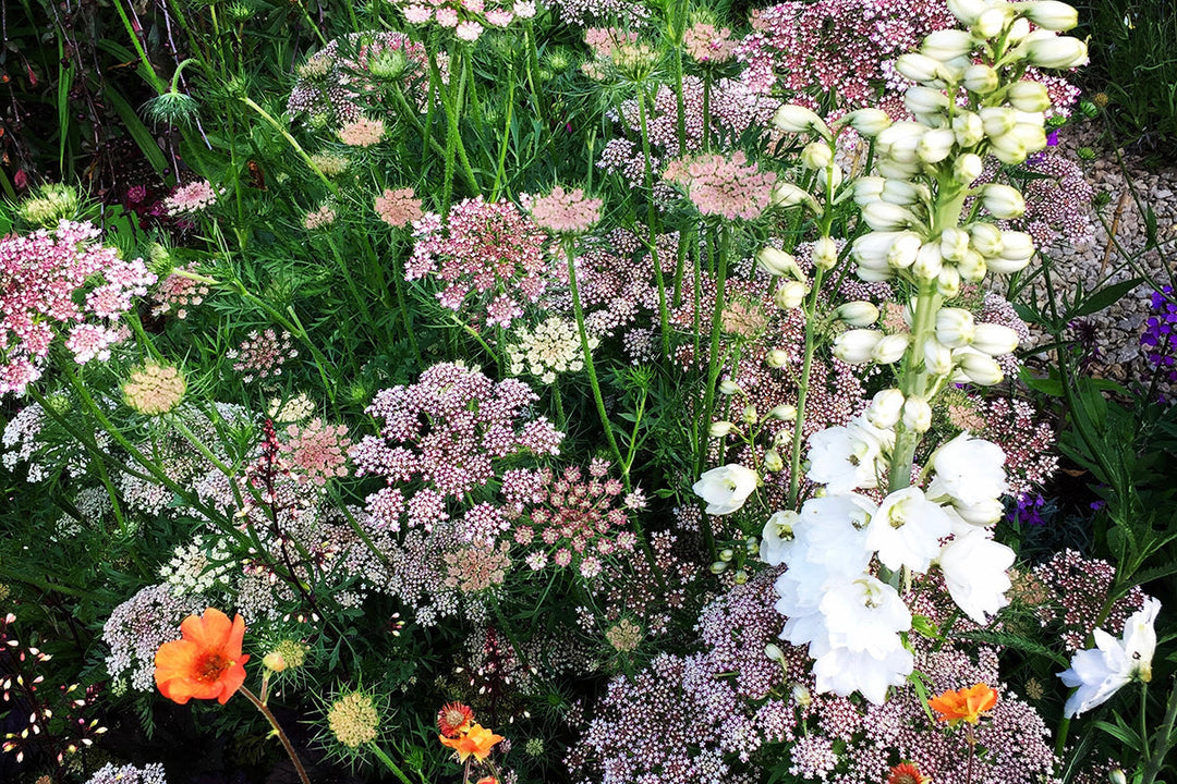 Note 2: ORNAMENTAL CARROTS - 'Purple Kisses' and ‘Dara’.