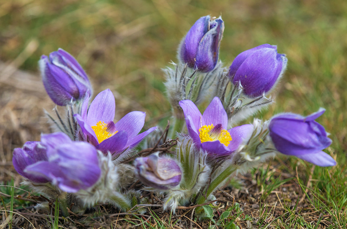 Plant profile - pasqueflower