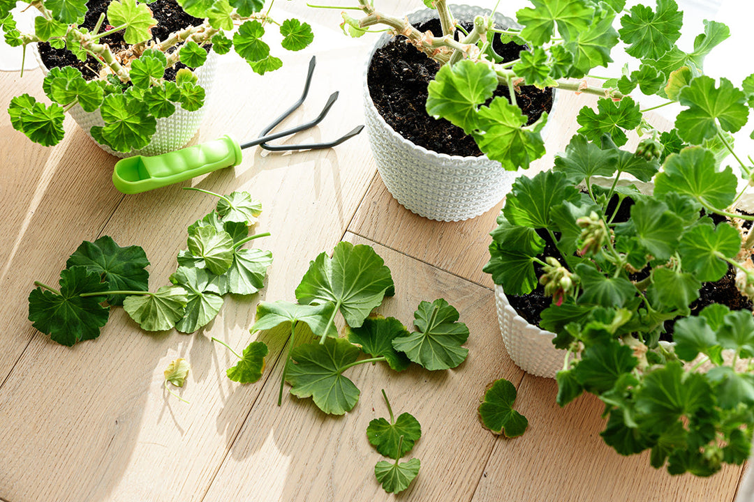 Gardeners' notes - jobs to do in June