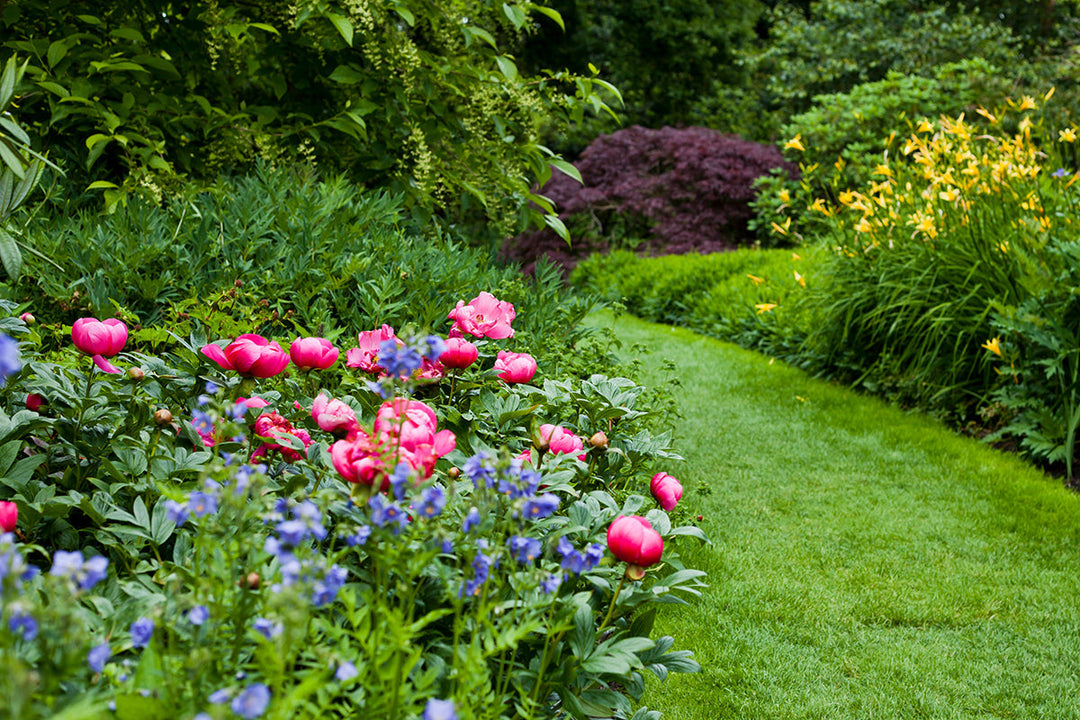 Plant of the month - peonies