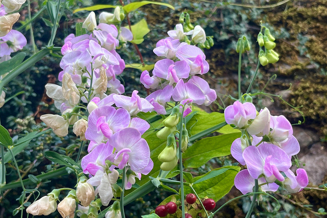 Perennial pea - Lathyrus latifolius ‘Rosa Perle’
