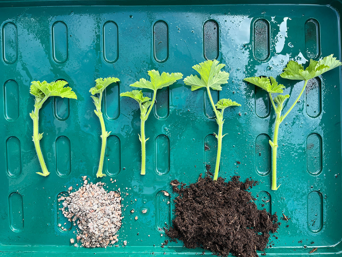 Petunias and pelargs - planning for next year
