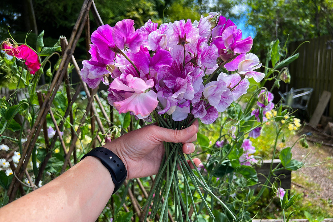 Gardeners' notes - jobs to do in July