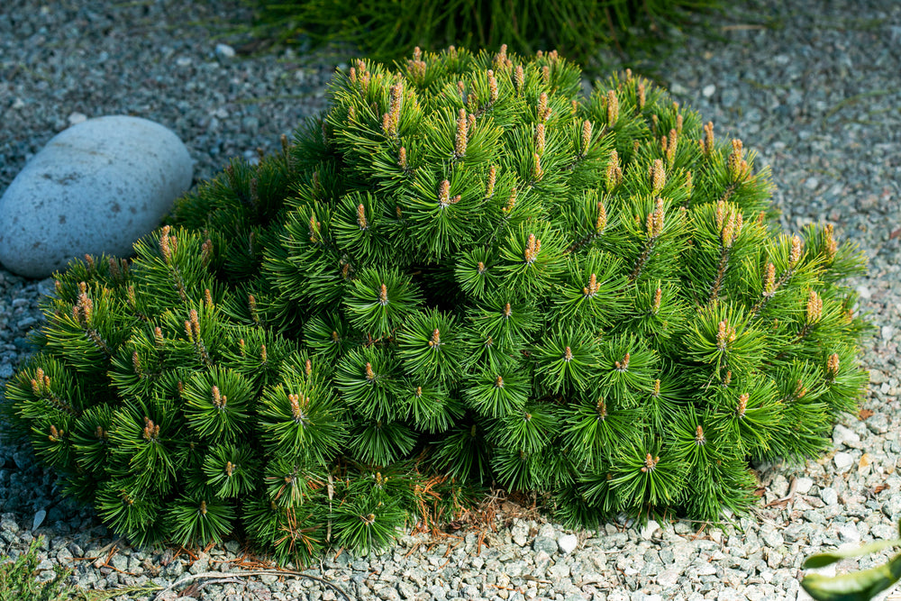Garden trends - climate resilient planting