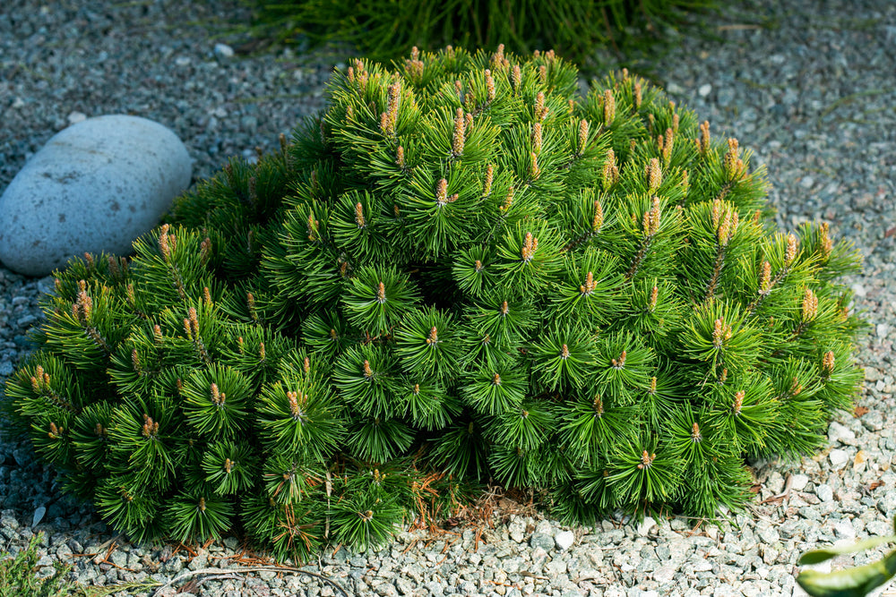 Garden trends - climate resilient planting
