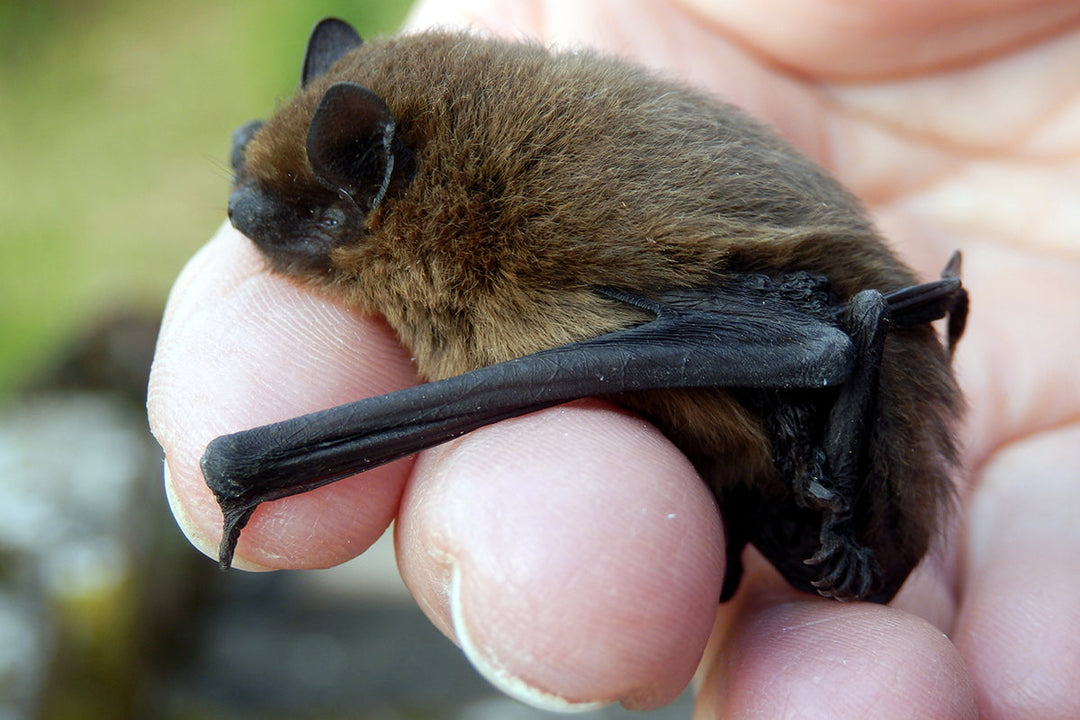 Wildlife in the garden - bats