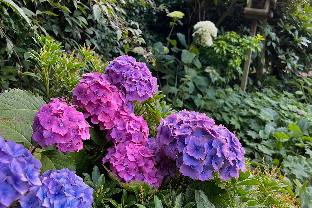 Plant of the month - Hydrangea