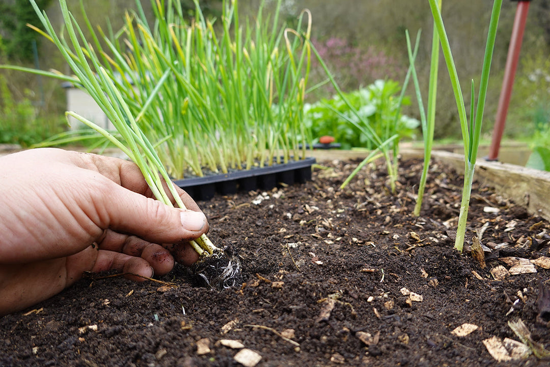 On the plot - new plantings