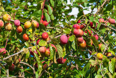 Seasonal produce - what to do with plums