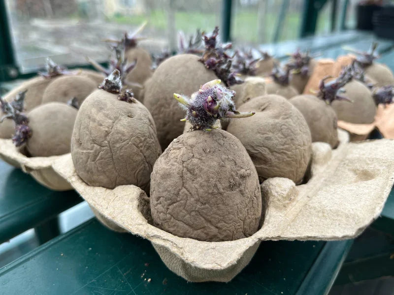 Potato Planting