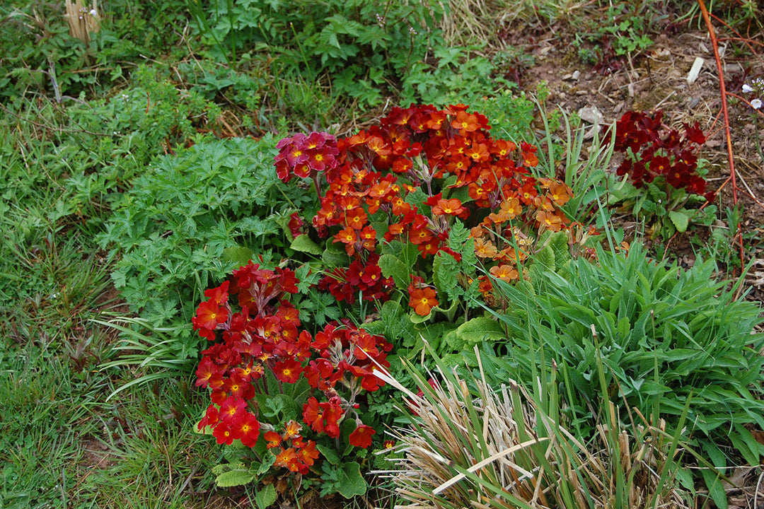 Primulas in borders