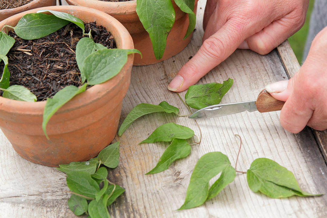 Gardeners' notes - what to do in August