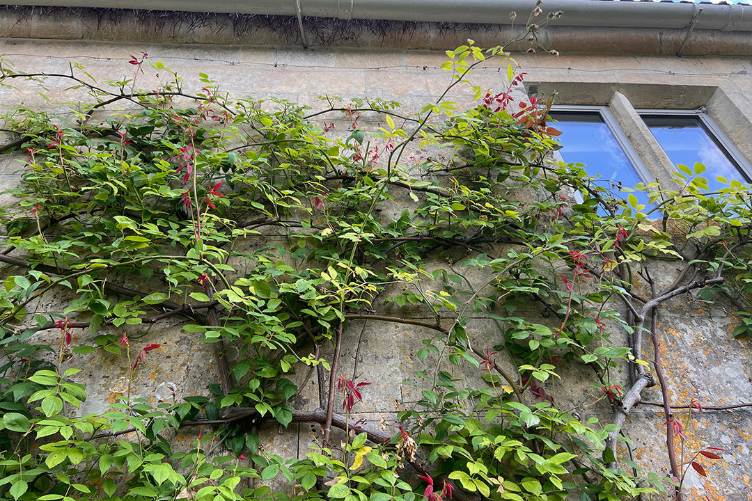 Gardeners' notes - what to do in August!