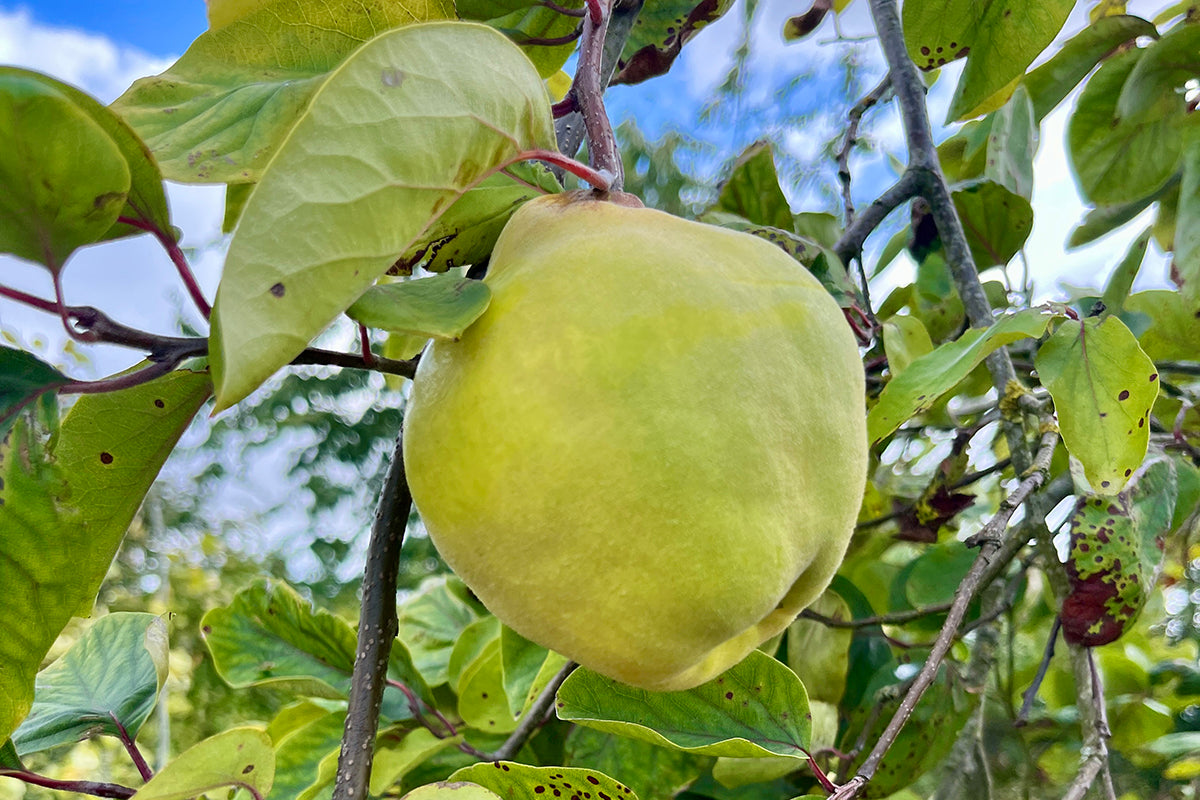 Quince celebration - Cydonia oblonga