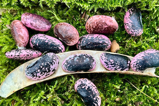 Saving seed - saving future generations