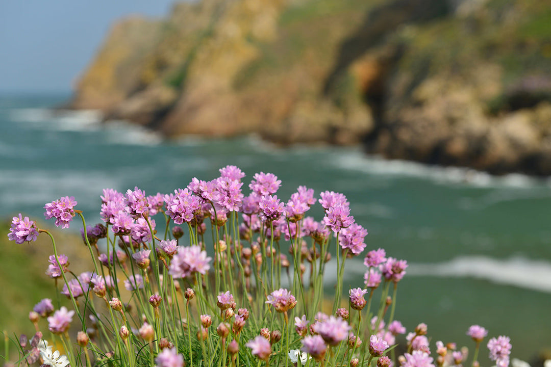 Plant profile - Armeria maritima (sea thrift)
