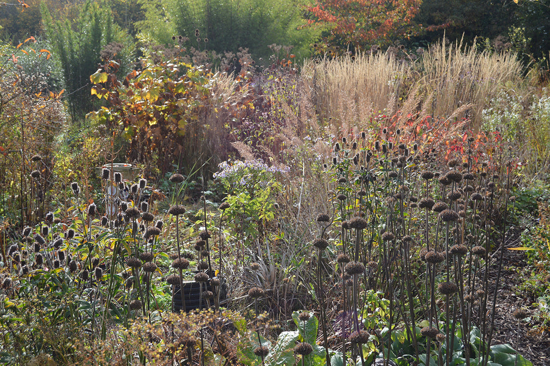 Seed heads in autumn