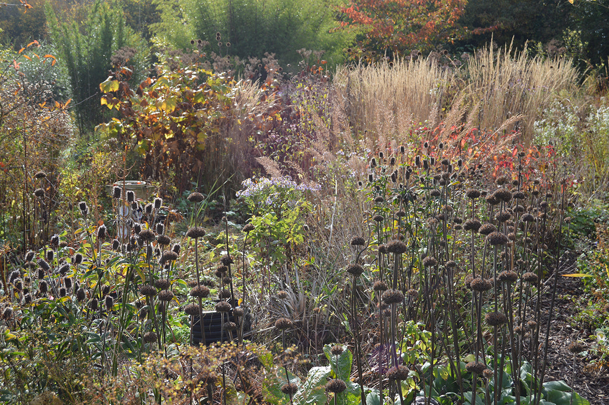 Seed heads in autumn
