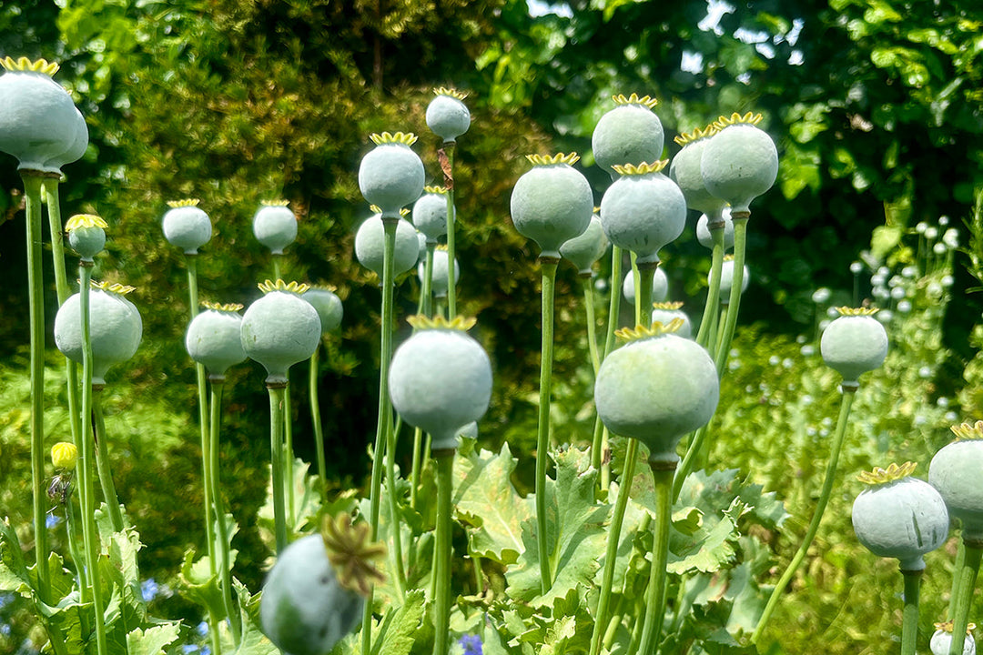Note 11: Seed pods - forgotten stars of the garden