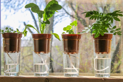 Technology in the garden - self-watering pots