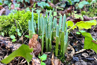 Signs of Spring?