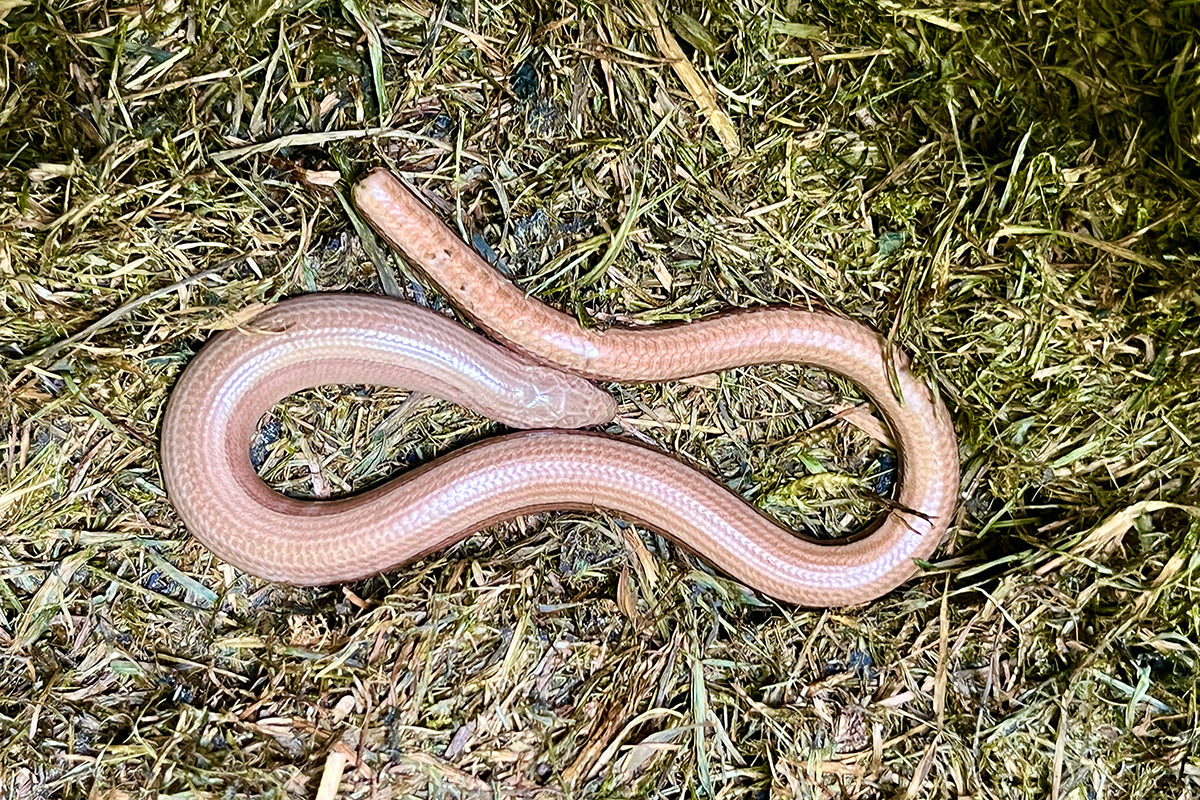 Slow worms