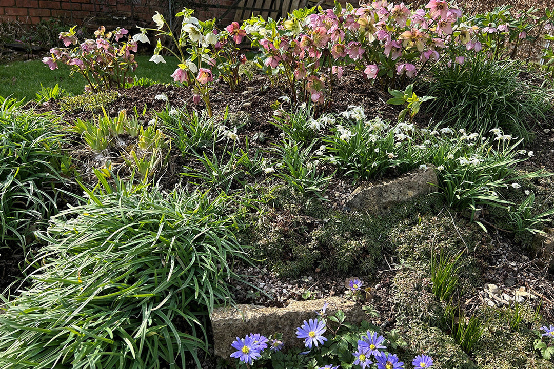 Susan Sanderson - my garden in spring