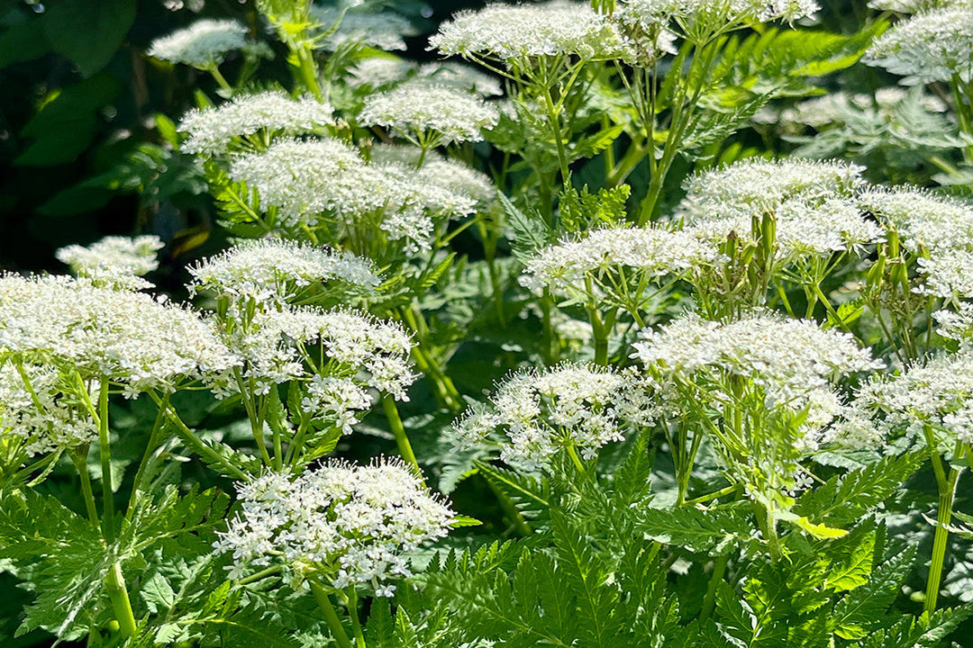 Sweet Cicely - the ebullient understudy