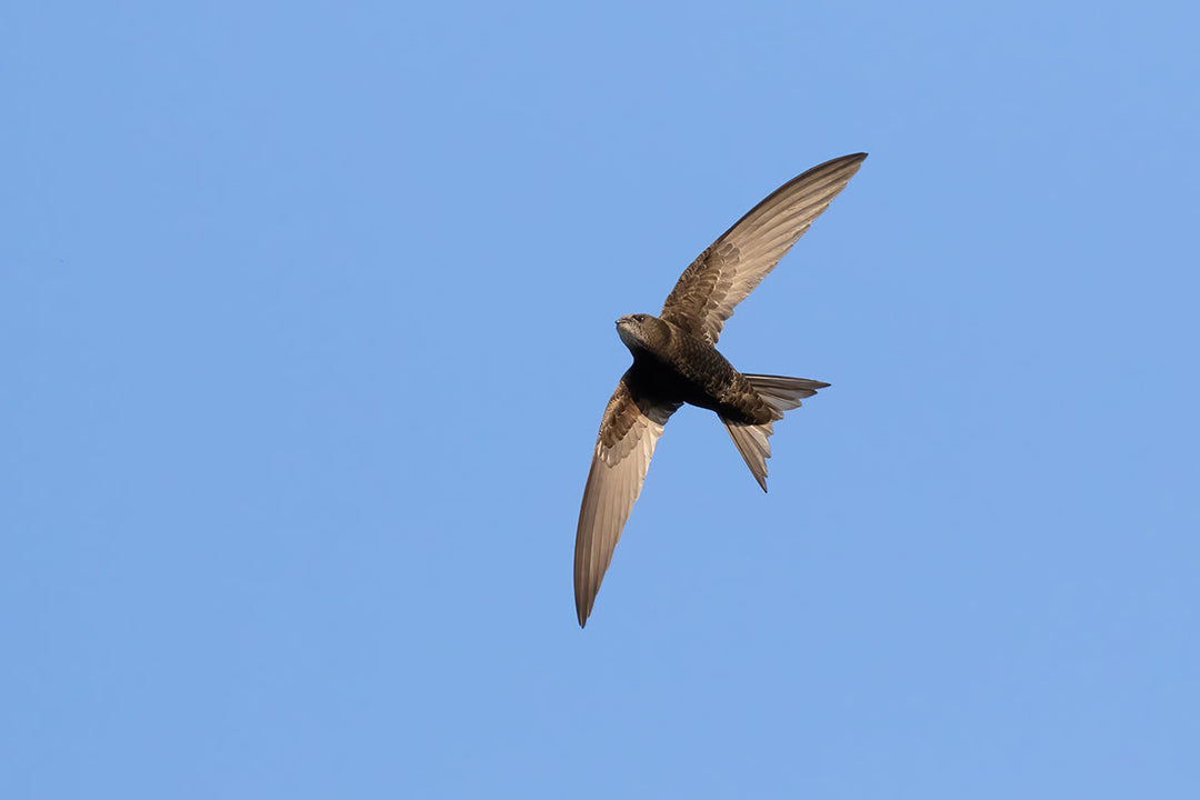 Wildlife in the garden - swift