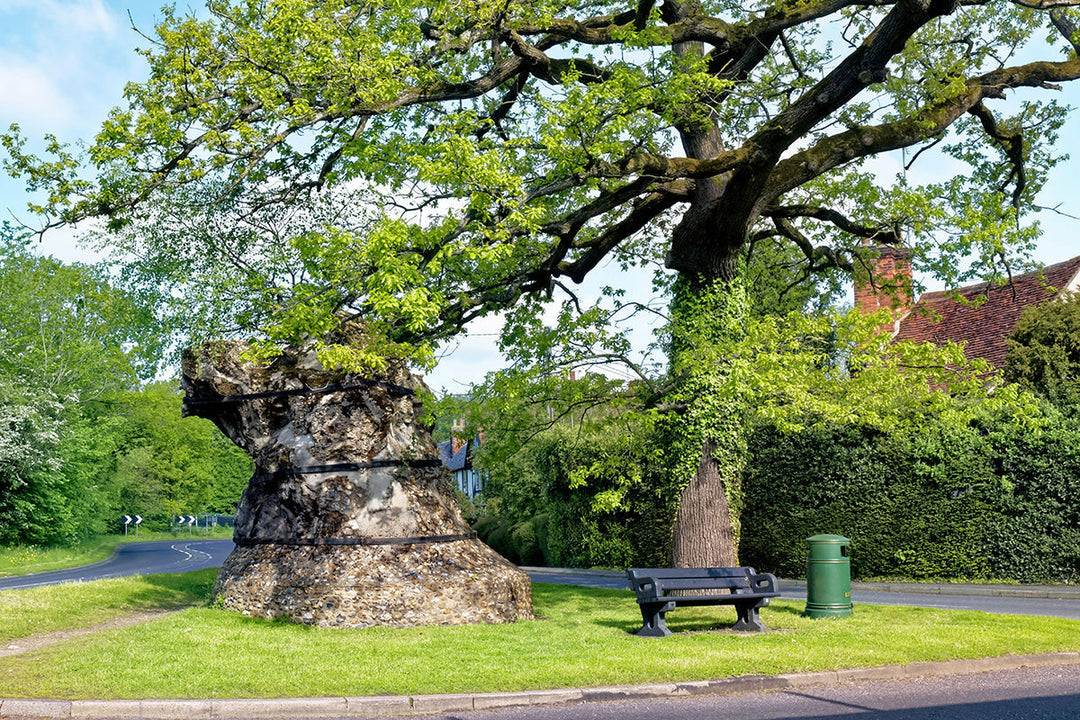 Exceptional trees - The Great Yeldham Oak