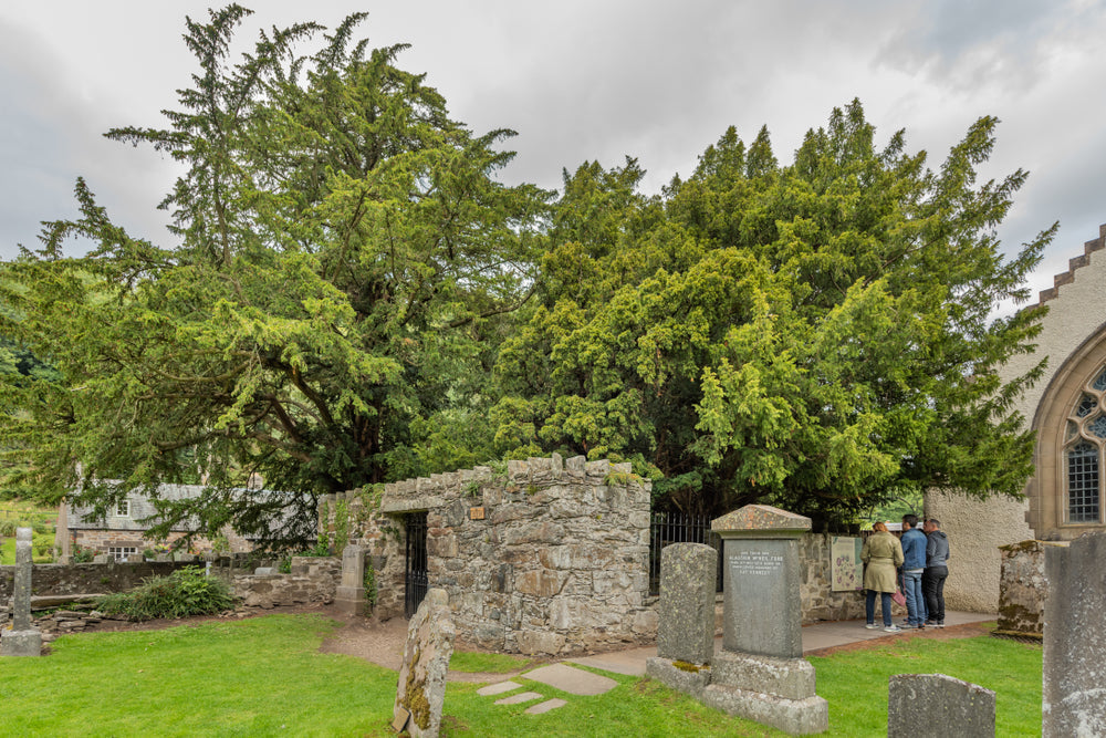 Exceptional trees -The Fortingall Yew