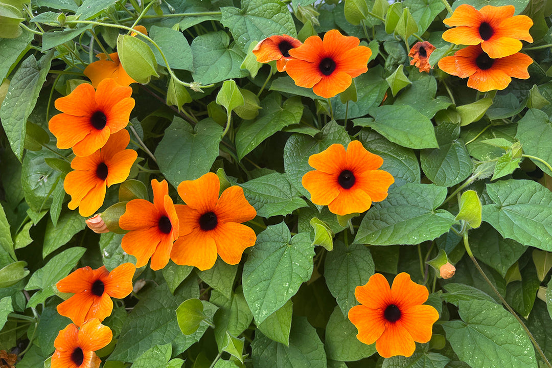 Black Eyed Susan - aiming for world domination