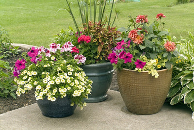 Top of the pots - Great combos for summer