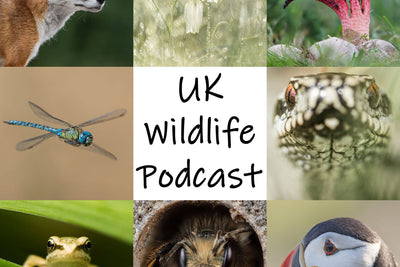 Podcast - UK Wildlife Podcast