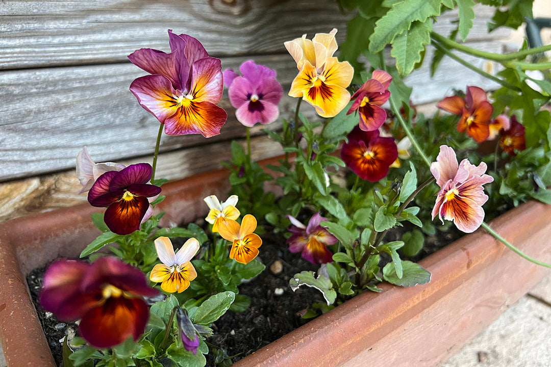 Plant of the month - viola
