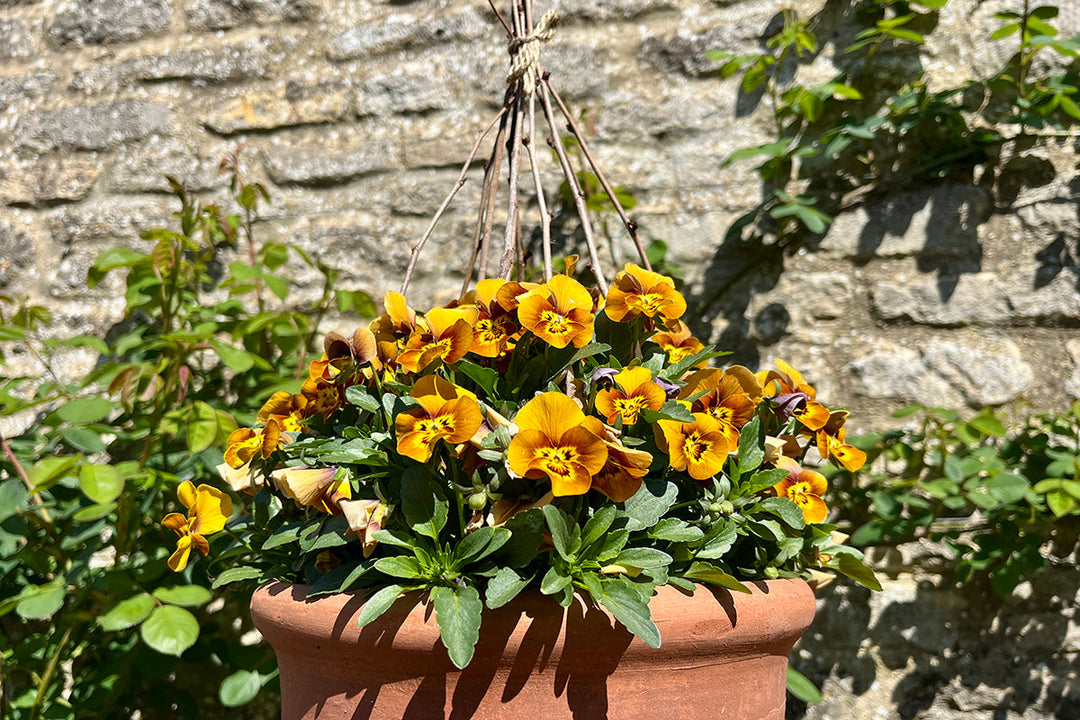 Violas - wigwams, and week old kittens