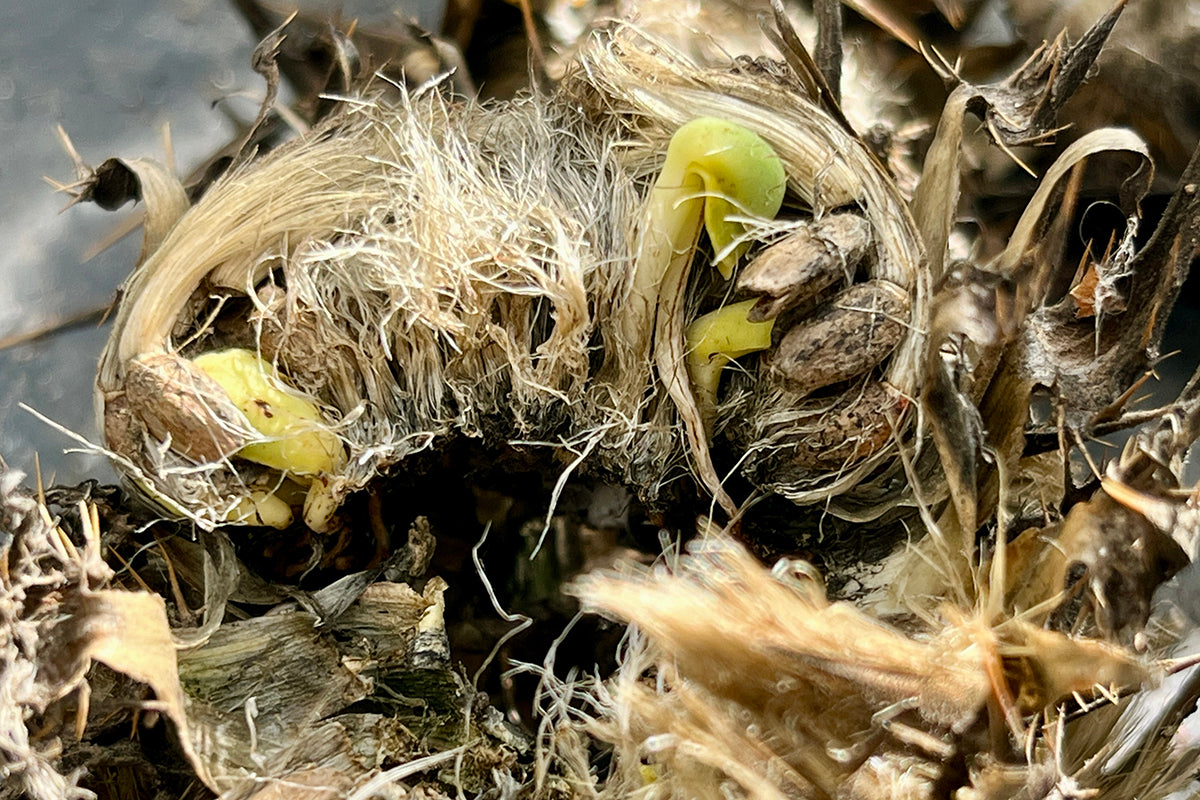 I'm expecting!  Viviparity in the garden