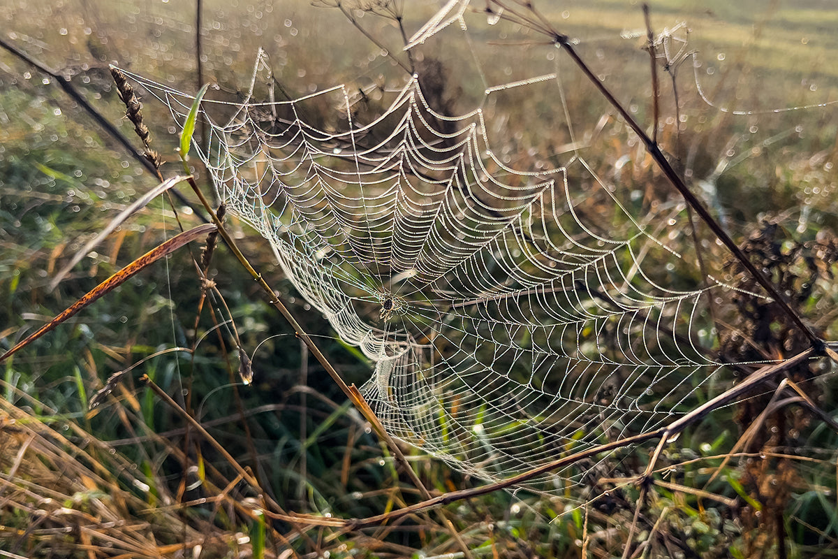 Wildlife in the garden - spiders